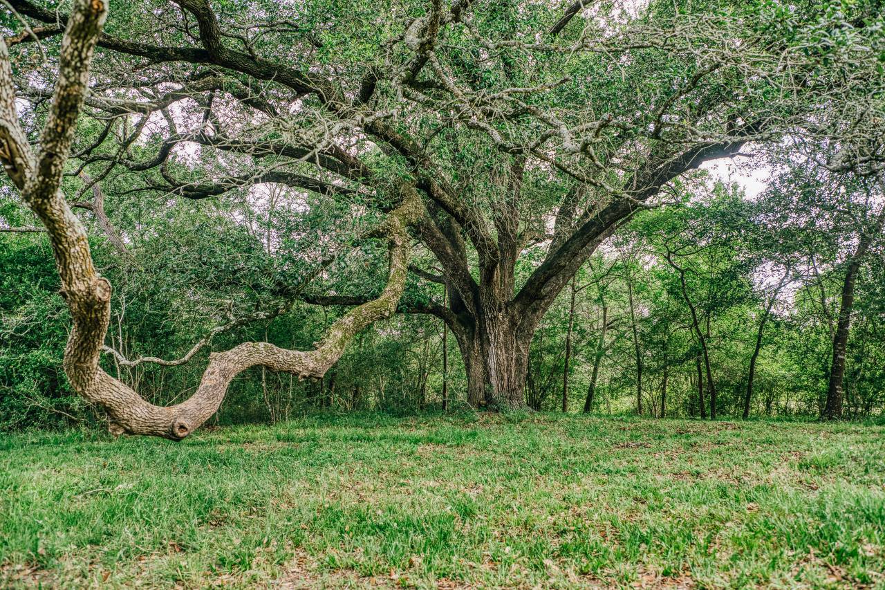 Majestic oak tree on the property